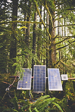 Solar panels set up in a lush temperate rainforest.