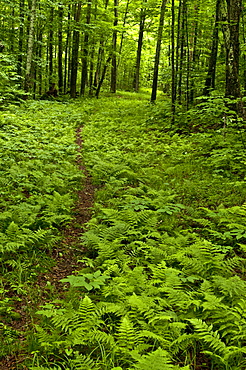 A winding trail among the ferns and trees in the White Mountains of New Hampshire.