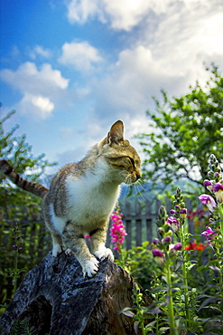 Cat standing on a tree stump in the backyard with garden flowers around it. Ðakovo village, southwest Serbia.