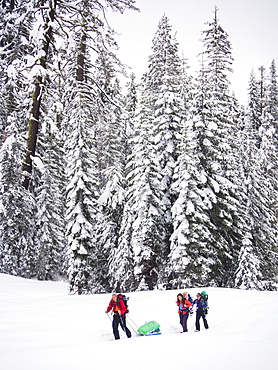 Skiers traveling through a pine forest with kids on their backs on their way to the Peter Grubb Hut, Sierra Nevada