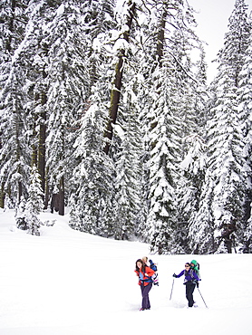 Skiers traveling through a pine forest with kids on their backs on their way to the Peter Grubb Hut, Sierra Nevada