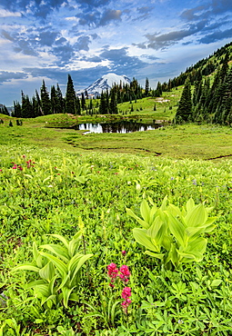 Mount Rainier at sunrise with pond and fresh spring wildflowers in foreground