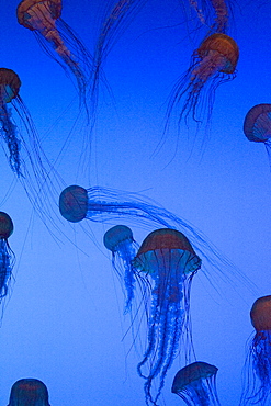 Sea Nettles