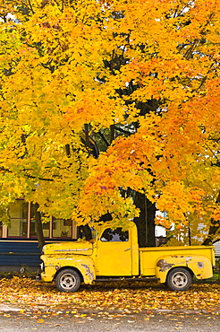 Revelstoke, B.C. - October 21: An old, weathered yellow truck is parked on a residential street under an old, colorful maple tree on October 21, 2008 in Revelstoke, British Columbia, Canada. Revelstoke is a small mountain town, which in recent years has seen substantial growth as ski destination with the opening of new ski hill that has the largest vertical drop in North America along with an abundance of snow. (Photo By Dan Rafla/Aurora), Canada