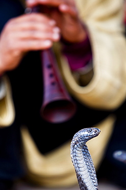 The old tradition of charming a cobra is a favorite pasttime of Marrekesh locals in the heart of the Medina, Morocco