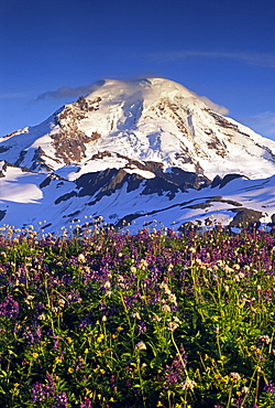 Wildflowers glow in the late evening light in front of the north face of Mt. Baker, in the Mt. Baker Wilderness, North Cascades Mountains, Washington, United States of America