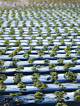 Winter produce grows under plastic in Santa Maria, California, United States, United States of America