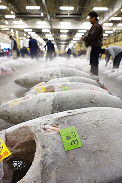 Tsukiji Fish Market, rows of fresh frozen tuna, Tokyo, Japan, Japan