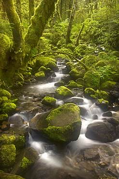 Beautiful soft light amidst this Oregon forest and small cascades.