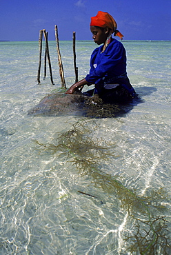 Swahili woman in the beds of seaweed grown in the Indian Ocean at Paje, Zanzibar.