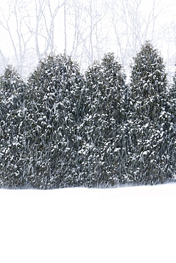 Falling snow against row of trees in Fayetteville, WV