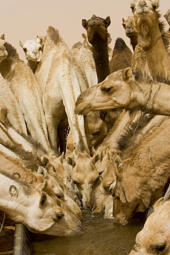 Camels drink at a water trough at Abu Gadam in the Saharan Desert, Sudan. Think 25 gallons of water in 10 minutes.