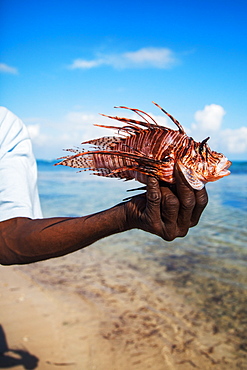 JAMAICA. A black man holds a dead, well-preserved lion fish in his outtretched hand with a shallow-water beach scene in background.