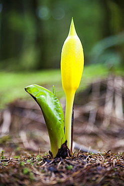 Skunk cabbage