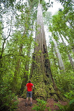 A hiker looks up at a giant Redwood Tree while visiting Stout Grove, Jedediah Smith Redwoods State Park.