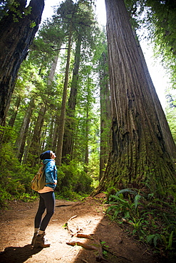 A hiker looks up through the sunlight at a giant Redwood Tree in Stout Grove, Jedediah Smith Redwoods State Park.