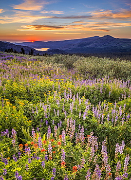 Field of wildflowers at sunset on Carson Pass, High Sierra California, Mokelumne Wilderness Area, California, United States of America