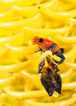 Strawberry poison-dart frog (Oophaga pumilio), Costa Rica, Costa Rica, Costa Rica, Costa Rica