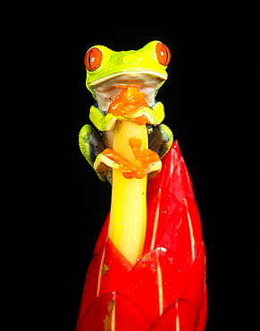 Tropical Red-eyed Tree Frog (Agalychnis callidryas) on Heliconia plant , Costa Rica