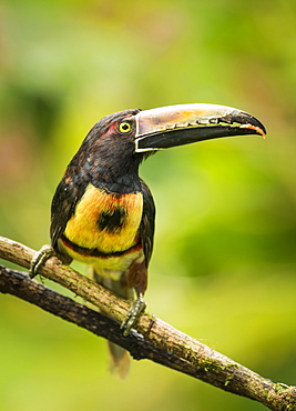 Collared Aracari (Pteroglossus torquatus), Costa Rica