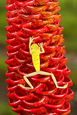 Emerald Glass Frog (Centrolene prosoblepon) climbing on ginger plant, Costa Rica