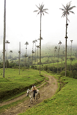 A man rides his horse along a dirt road in the Valle de Cocora, a famous park in Colombia where palm trees tower over green grasses below.