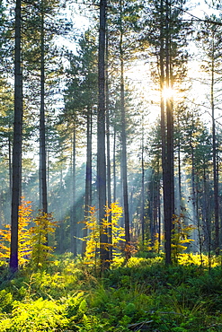 Light rays through trees in Hoge Kempen National Park in autumn, Limburg, Vlaanderen (Flanders), Belgium