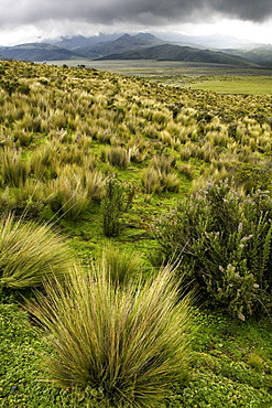 Cotopaxi is a volcano of Ecuador. Located in Canton Latacunga in Cotopaxi Province. With an elevation of 5.897msnm is the second most height of the country (being preceded by the Chimborazo) and one of the highest active volcanoes in the world (the highest active volcano is the Ojos del Salado on the border between Chile and Argentina) . It is located 33 kilometers northeast of the city of Latacunga, 50 km south of the state.