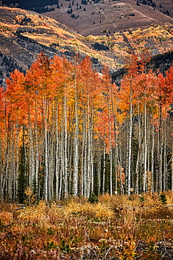 Fall colors in the White River National Forest in Colorado.