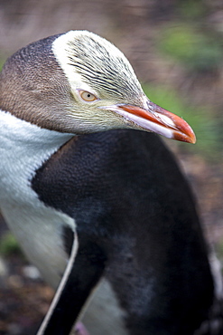 Yellow-eyed penguin in Moeraki, New Zealand