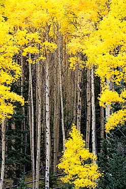 Beautiful aspen trees turn bright yellow during the fall along the Santa Fe National Forest Scenic Byway, New Mexico.