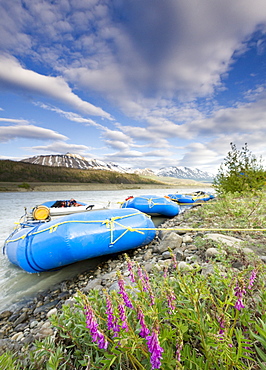 Rafts and wildflowers along the Alsek River