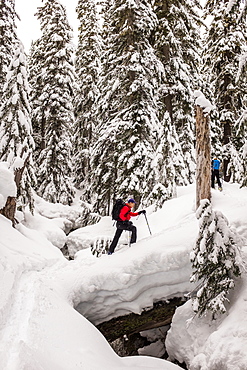 Skier In The Snow Covered Forest In The Cascades Of Washington