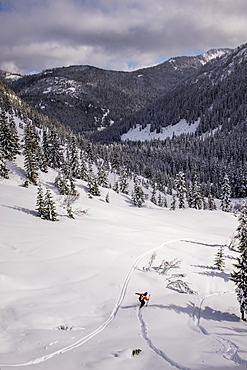 A Backcountry Skier In The Middle Of A Forest In The Cascades Of Washington