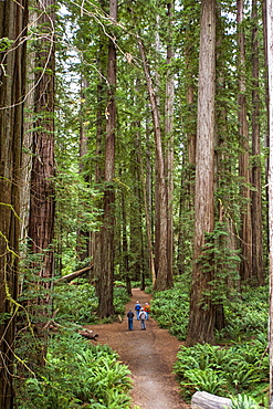 Group Of People Standing On A Trail Of Redwood National Park, California, Usa