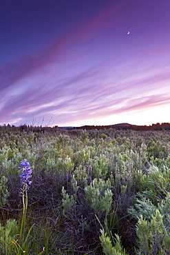 Lupine wildflowers in Truckee during sunset