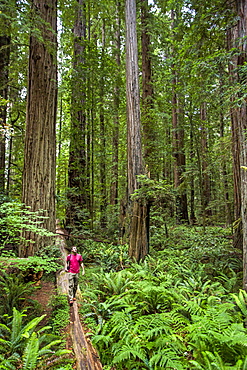 Young Man Hiking On A Fallen Log Looking Up In Redwoods National Park