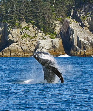 Whale Breaching In Kenai Fjords National Park, Alaska