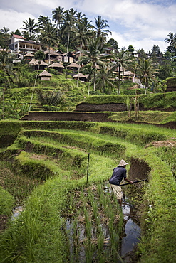 A Farmer Working In The Rice Field Terraces In Ubud, Bali, Indonesia