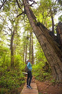 A Young Woman Looking At Large Cedar Tree While Hiking The Half Moon Bay Trail In Pacific Rim National Park