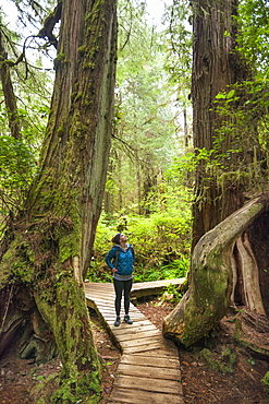 Hiking The Rainforest Trail In Pacific Rim National Park, British Columbia