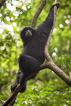 Sumatran Siamang Sitting On The Tree Branch In The Forest, Bukit Lawang, Sumatra, Indonesia