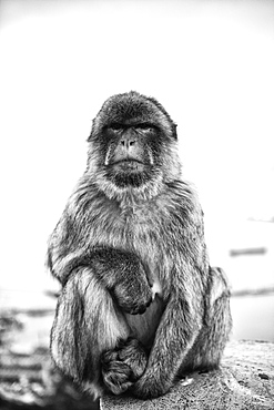 Black and White Portrait of a Barbary Macaque / Gibraltar Ape, on the Rock of Gibraltar, Spain.