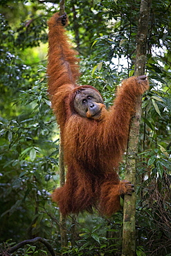 A critically endangered wild male Sumatran Orangutan in Gunung Leuser National Park near the tourist town of Bukit Lawang