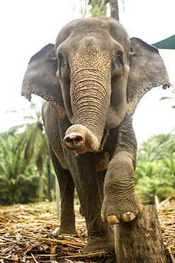 A female sumatran elephant poses on a stump in an enclosure at an elephant rescue center in north Sumatra. While many of the elephants were rescued from being labor animals, they are still kept in less than ideal conditions.