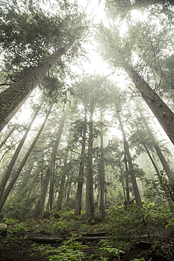 Pine trees sit in a blanket of fog and mist.