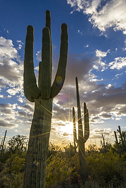 Beautiful nature photograph of Saguaro (Carnegiea gigantea) cacti at sunset, Tucson Mountain County Park, Tucson, Arizona, USA