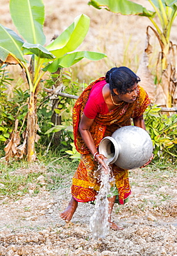 A Subsistence farmer watering her vegetable garden by hand, in the Sunderbans, Ganges, Delta, India, the area is very low lying and vulnerable to sea level rise.