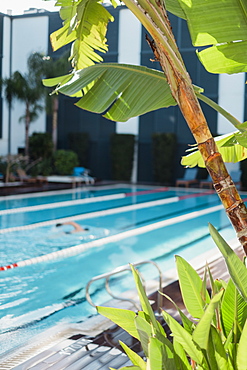 Palm tree in front of man swimming in hotel pool at daytime, Mallorca, Balearic Islands, Spain