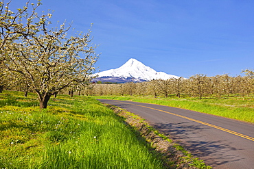 Mount Hood And Spring Blossoms In A Fruit Orchard In Hood River Valley; Oregon United States Of America